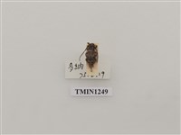 藏品(條銹天牛)的圖片